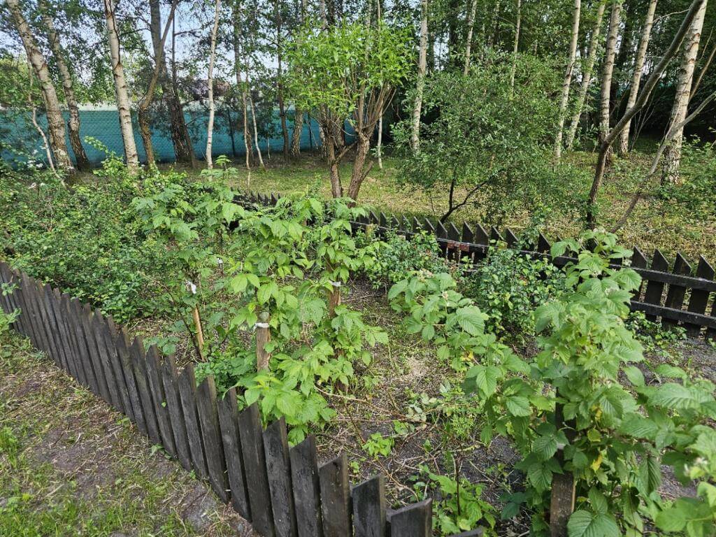 Domek na wynajem, Dom Pod Brzozami, Bory Tucholskie Domek na wynajem (31)