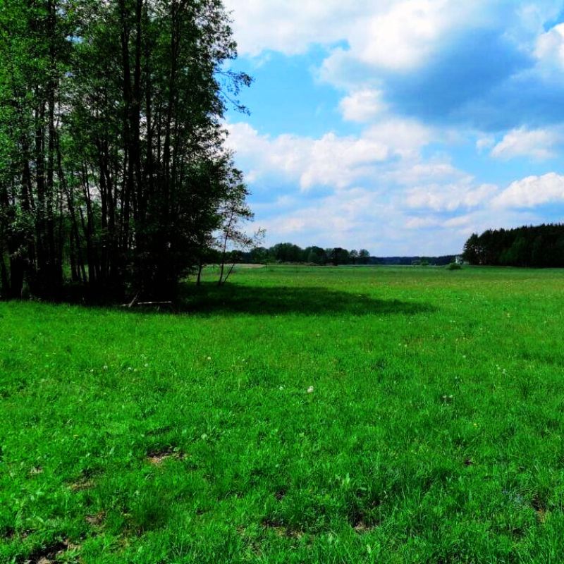 Polany i łąki z kwiatami